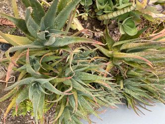 Aloes vera