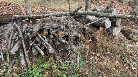 Free Firewood