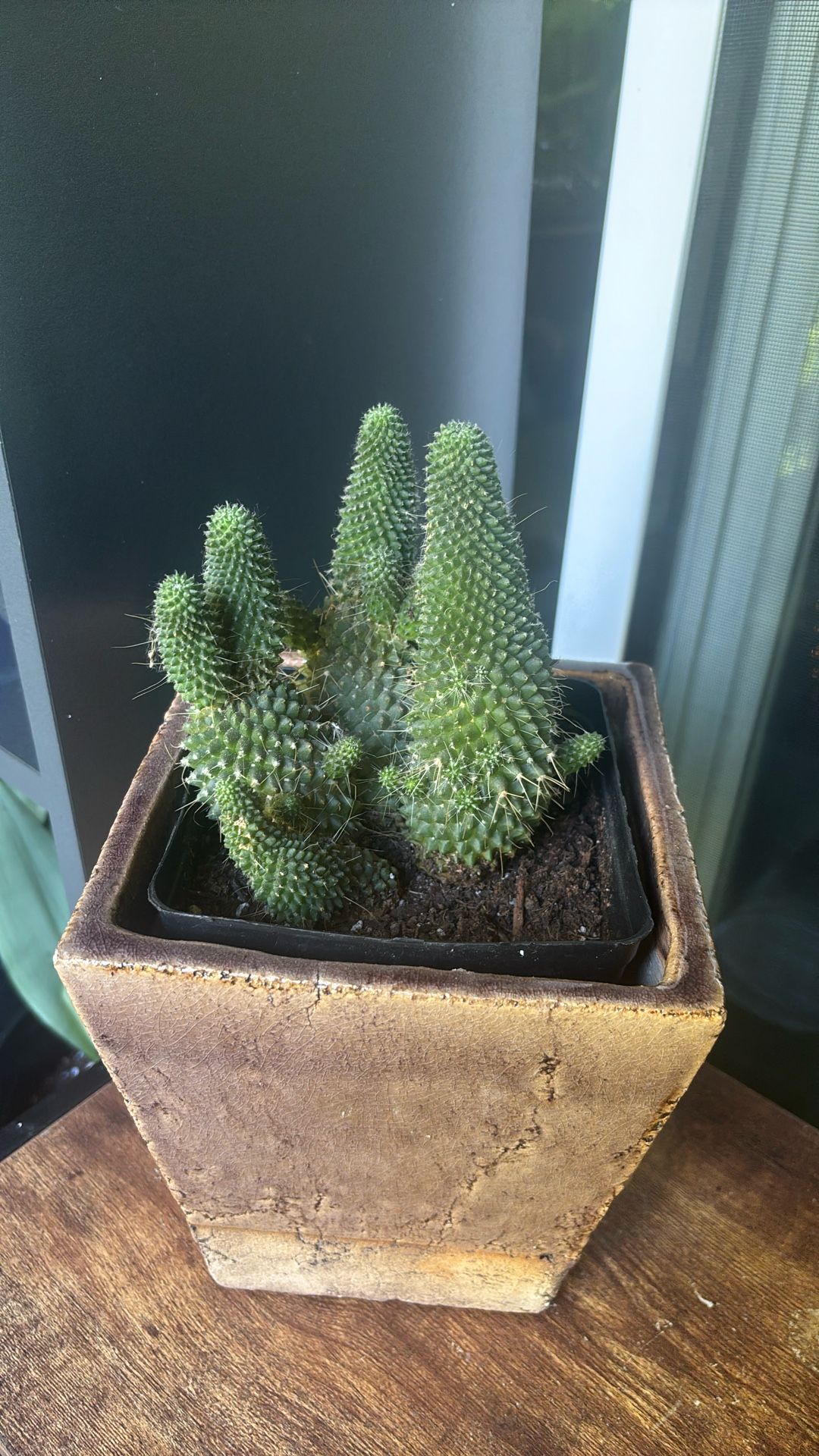 Cactus 