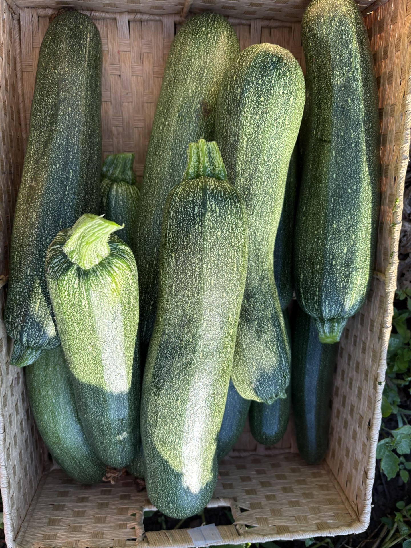 Farm Fresh Organic Zucchini 