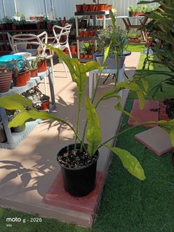 Planta Dama de la noche
