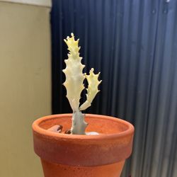 Ghost Cactus 