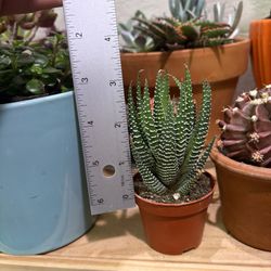 Haworthia Succulent