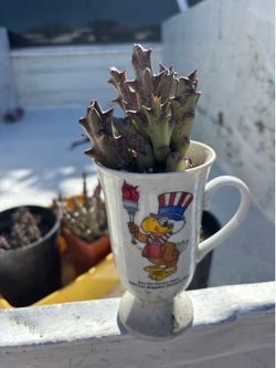 Succulents STAPELIA and banana tree and snake plants