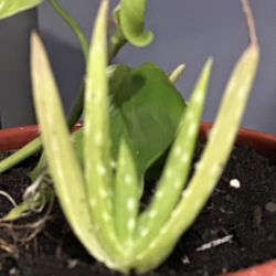 Aloe Vera Plants