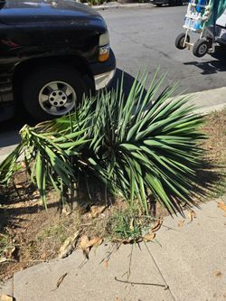 Free BIG Yucca Plants
