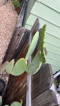 Nopal de penca grande