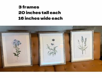 Set of 3 Framed Botanical Prints 16x20
