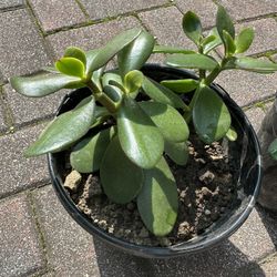 Jade Plant 