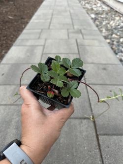 Native Plant: Coastal Strawberry (Fragaria chiloensis) - 3.5"