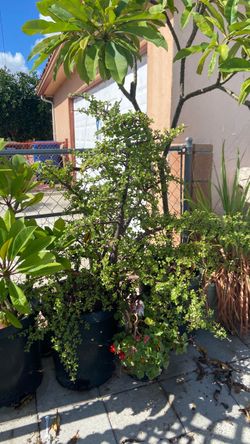 Árbol de la abundancia o jade