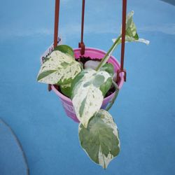 Pearl And Jade Pothos Rooted In Hanging Pot As Shown $15-Ship $7