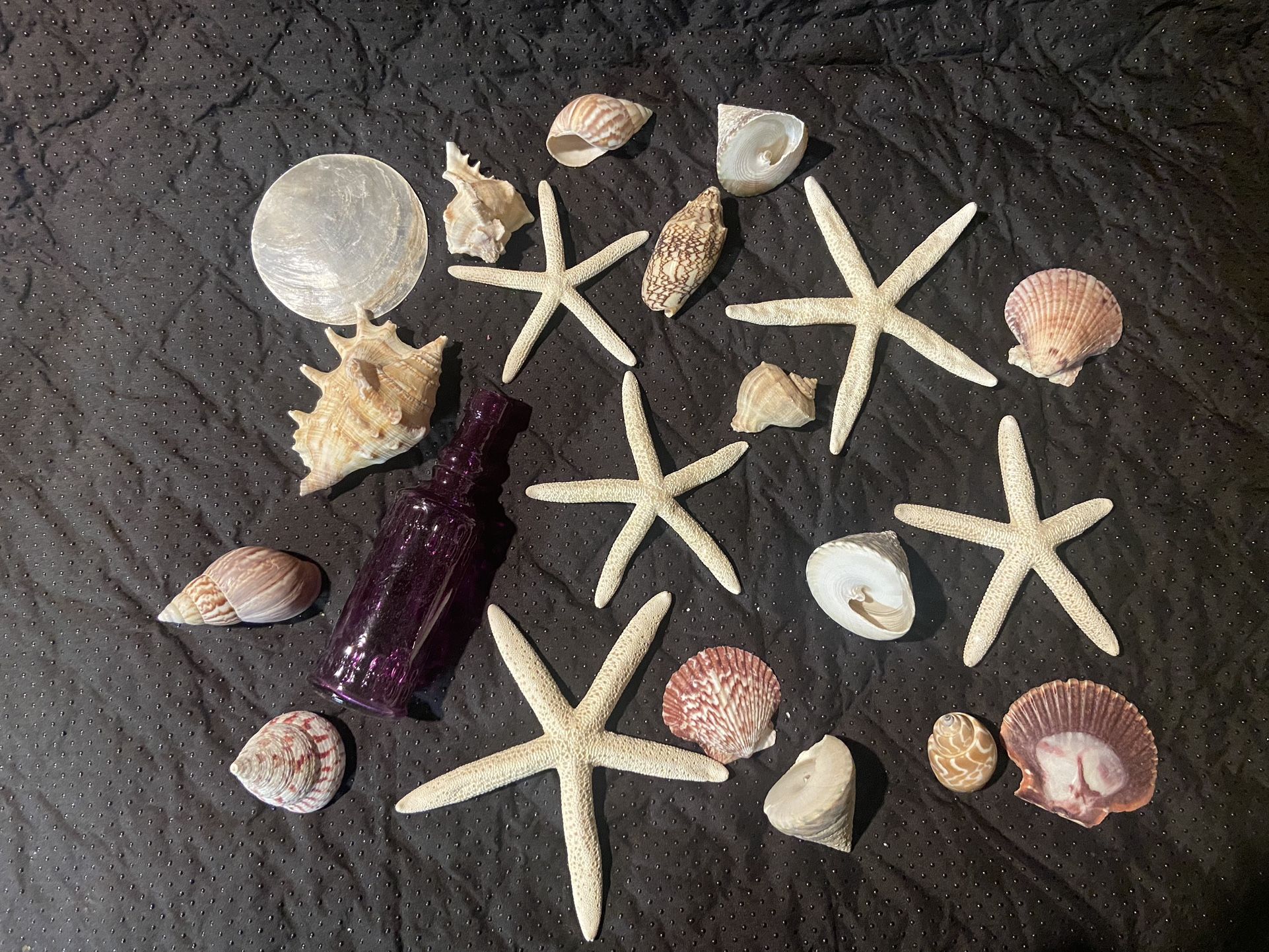 Shells and Starfish Decorations