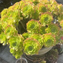 5 well rooted aeomium blushing  beauty tree roses succulent