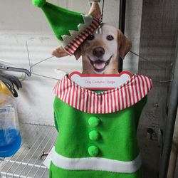 Dog Christmas costume