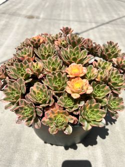 Aeonium sweet tea
