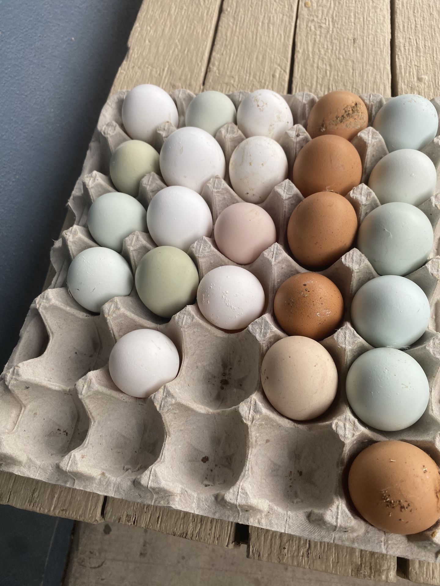 Eggs Incubation