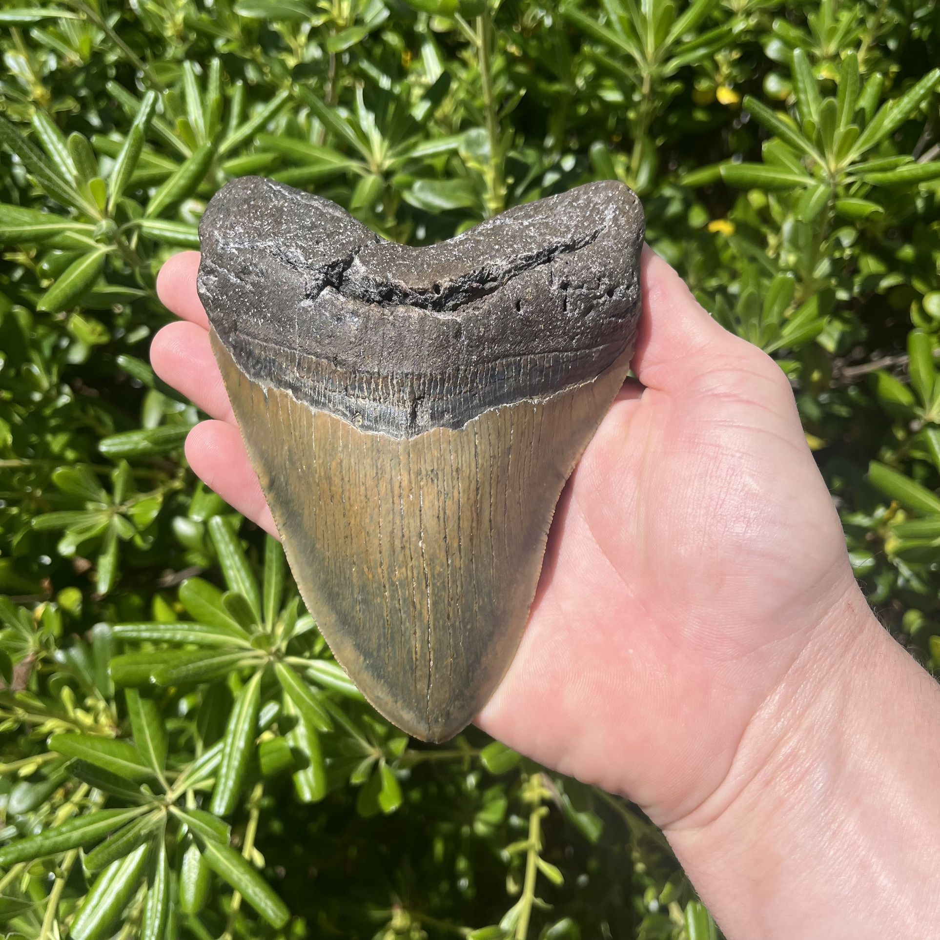 Megalodon Shark Tooth / 5.75” Authentic Fossil 
