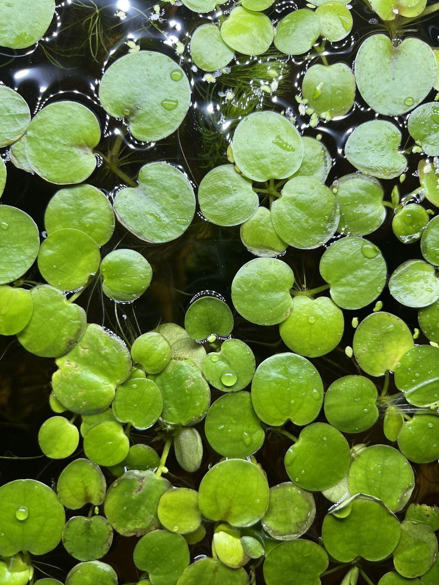 Frogbit (Hydrocharis laevigata)
