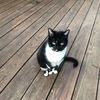 Kitty