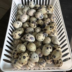 Quail Eggs 