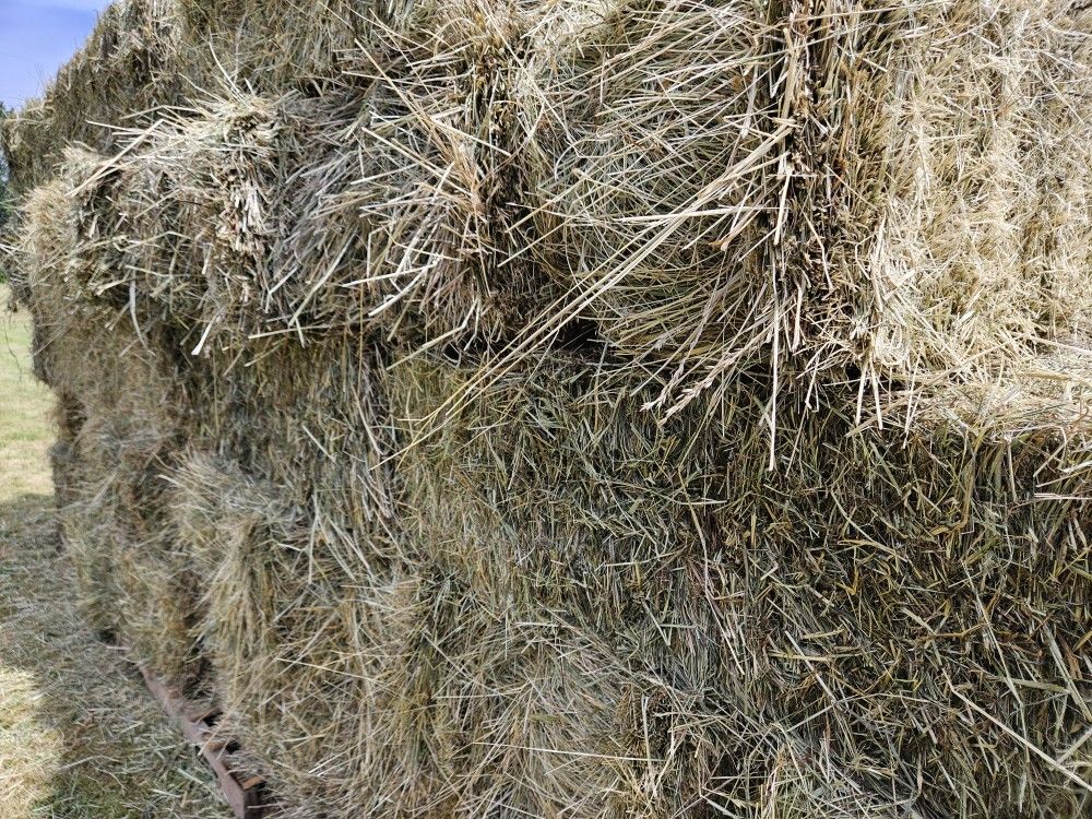 Local Orchard Hay