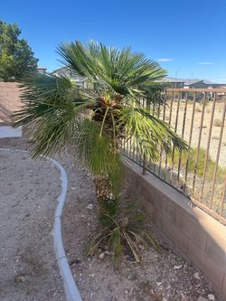 MEDITERRANEAN PALM 6ft tall