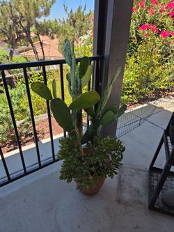 Large Succulent  Cactus Arrangement