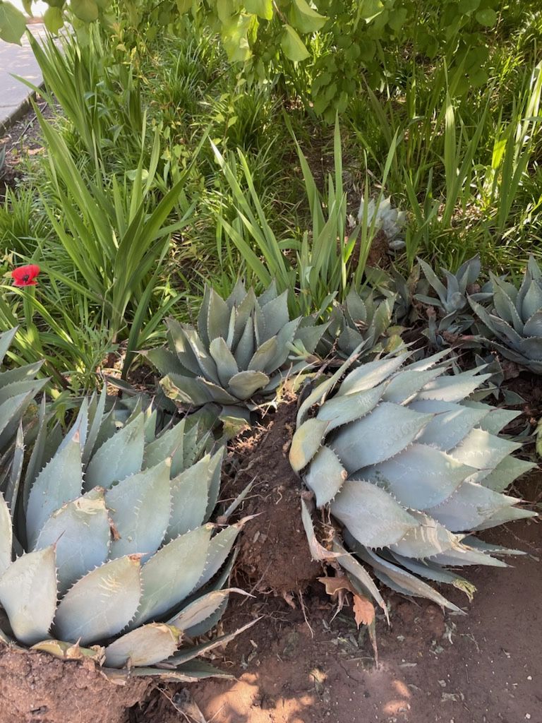 Blue agave