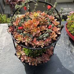 Succulent Table decor 