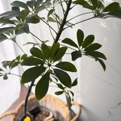 Schaffera “Arboricola” umbrella plant