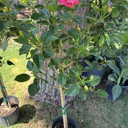 Hibiscus Pink