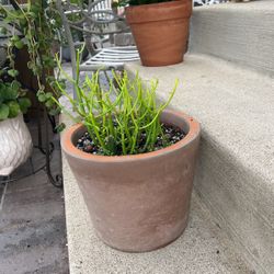 Cactus With Pot 