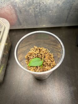 CHEAP AND RARE!! Monstera Punctulata cutting