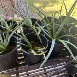 Aloe Vera Plant 