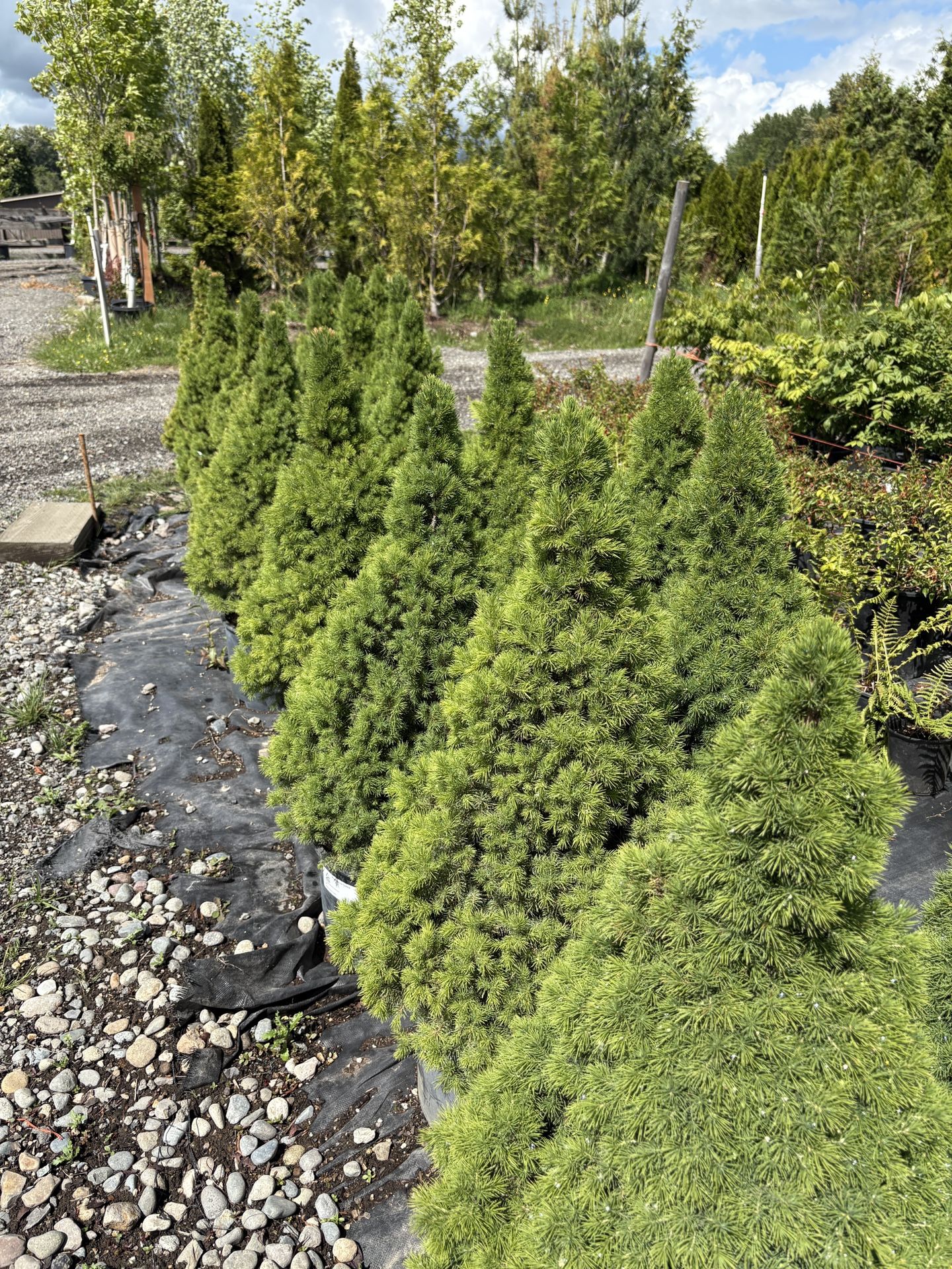 Dwarf Alberta Spruce Trees
