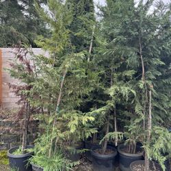 18 7ft Leyland Cyprus Trees