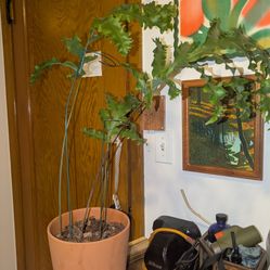 Bear Paw Fern - Polypodium Aureum 'Mandianum'