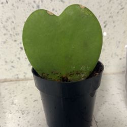 HOYA KERRII 'HEARTS Valentine Plant