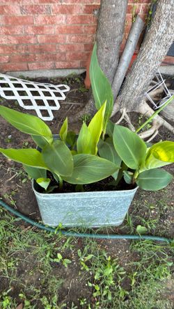 Canna Lilly