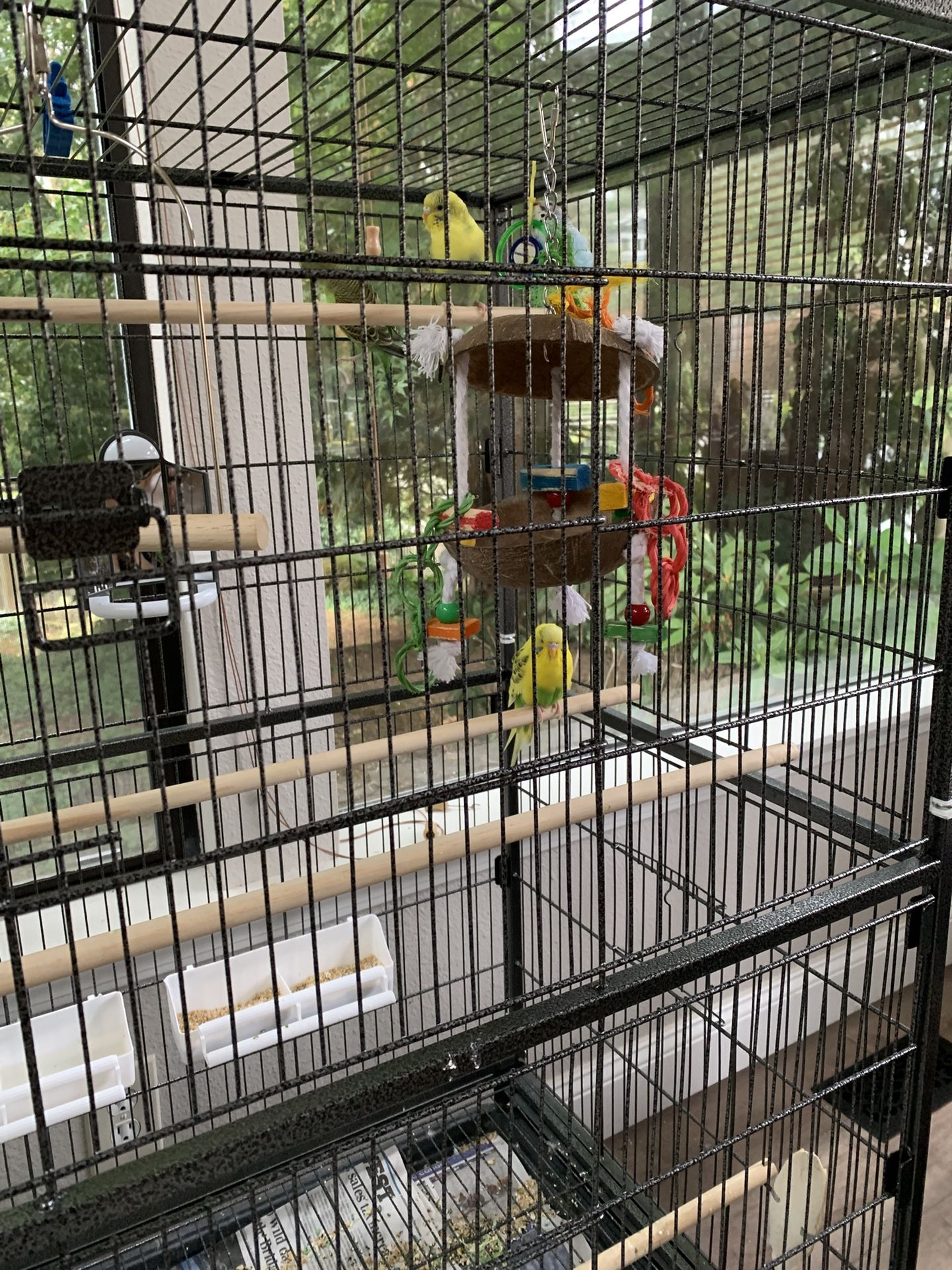 Large parakeet, cage, and all accessories