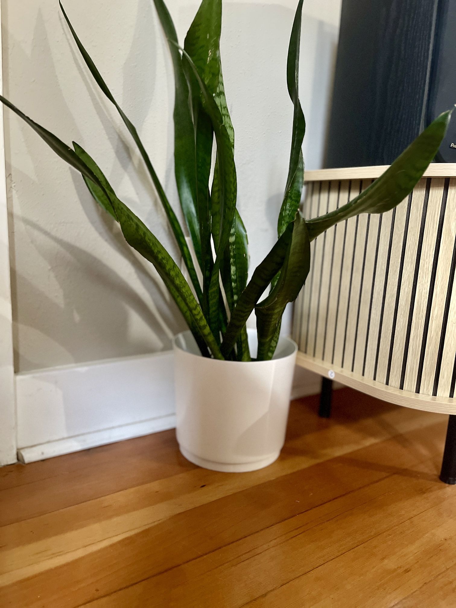 Healthy Snake Plant