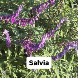 🌿 Plant: Salvia