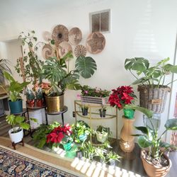 Large Houseplants – Perfect Christmas Gifts! 🌿