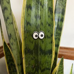 Googly Eyes For Your plant