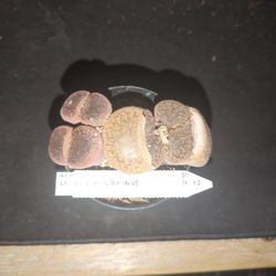 Lithops Living Stone Succulent Houseplant