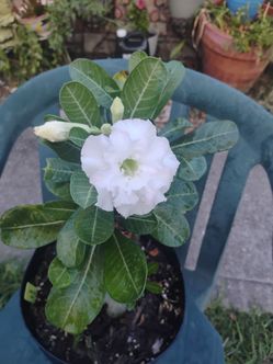 Rose del desert 🏜️ plant