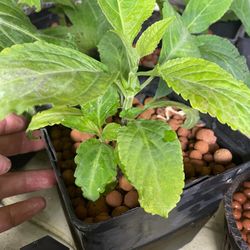 Salvia Divinorum