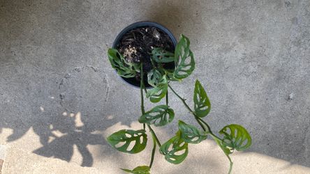 Monstera