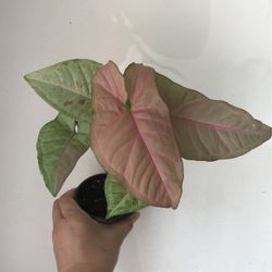Beautiful Pink Confetti Syngonium Plant